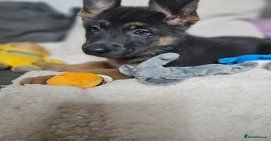 German Shepherd dogs German shepherd puppies  - Advert 5