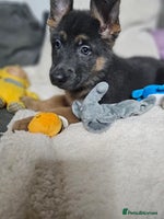 German Shepherd dogs German shepherd puppies - Advert 5