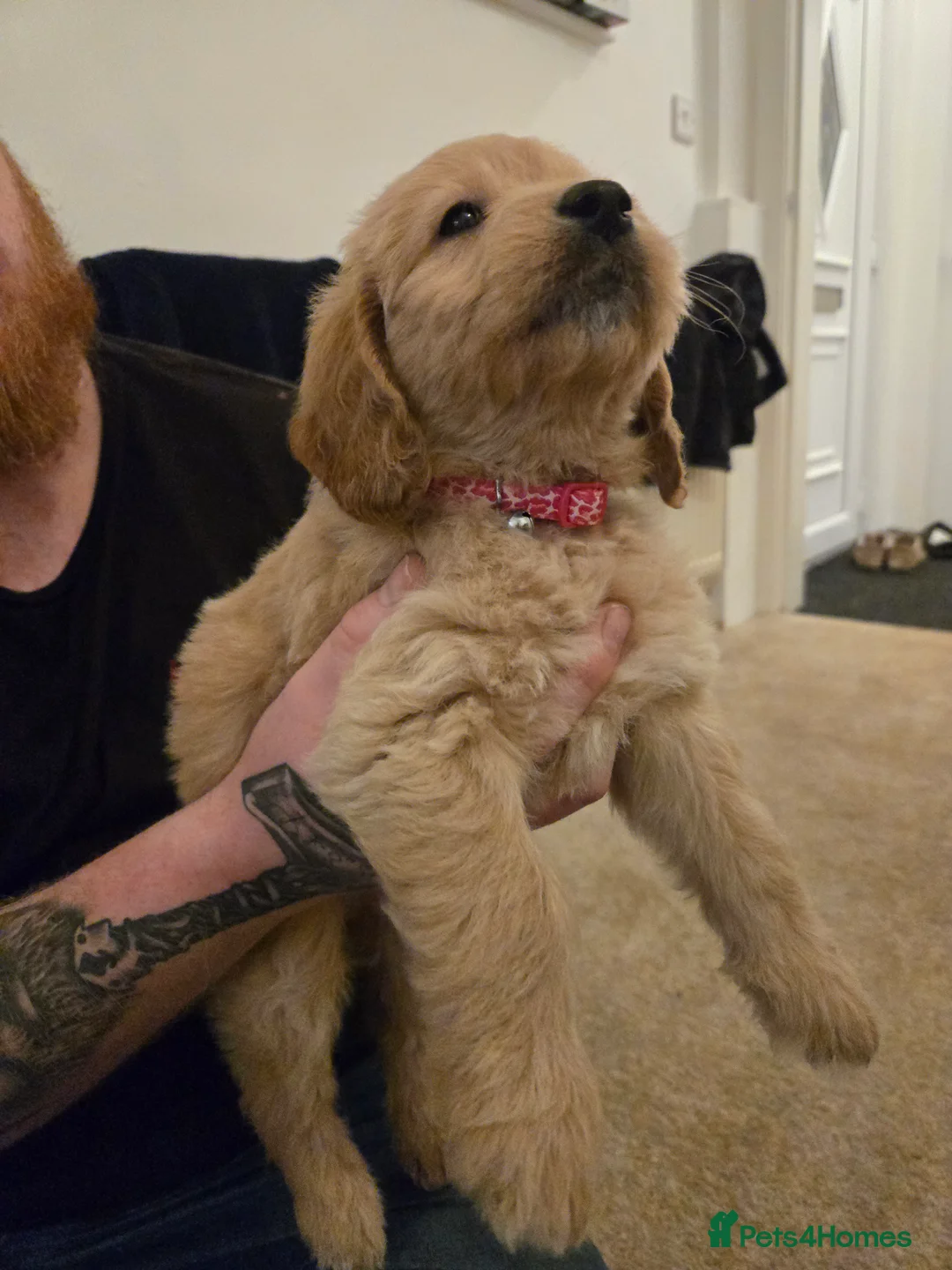 Mini Goldendoodle dogs for sale: Available from Monday  - Advert 4