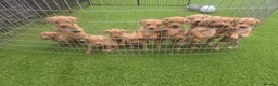 Labrador Retriever dogs for sale: Fox red labrador puppies  in Sunderland - Advert 23