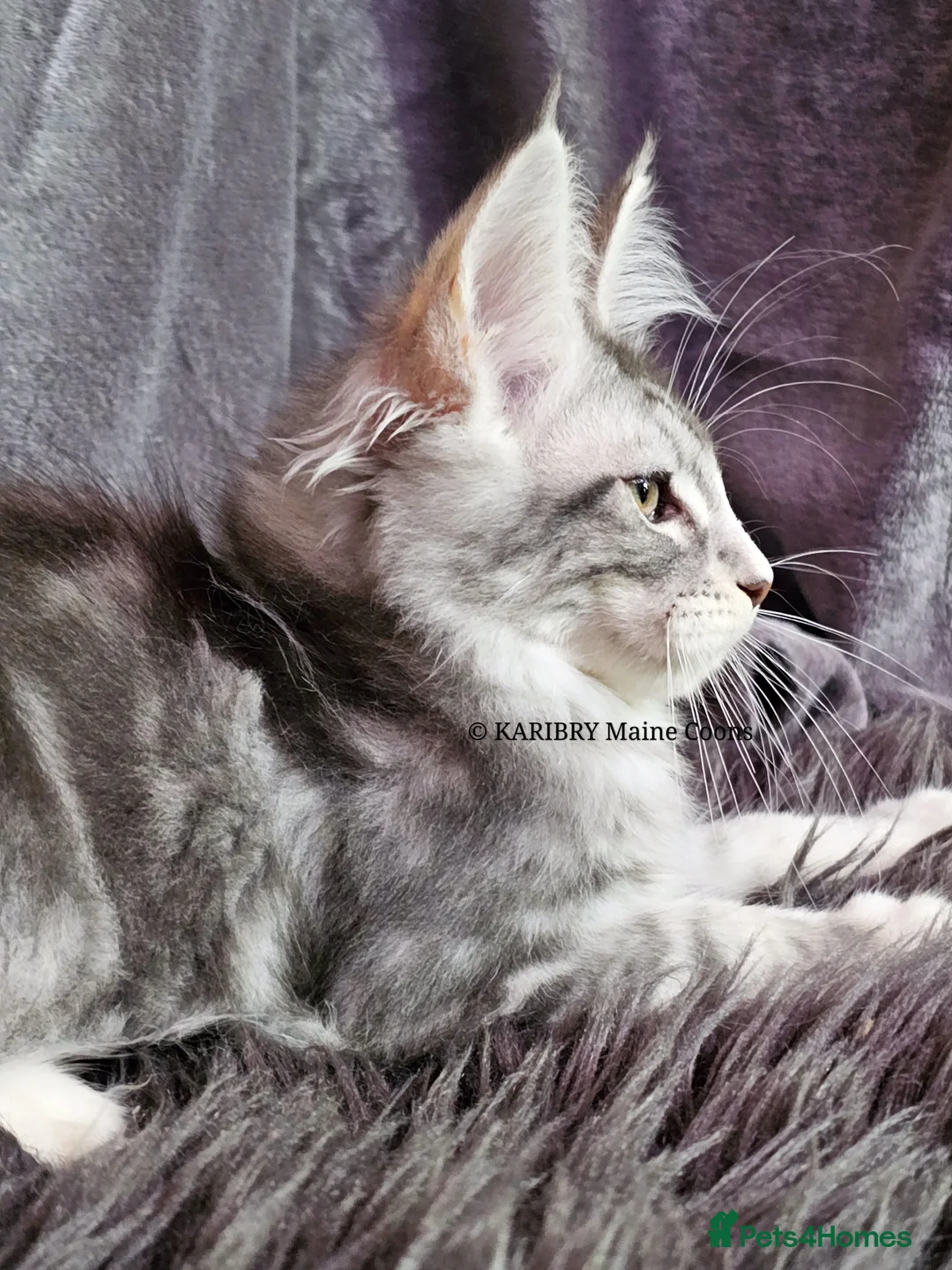 Maine Coon cats for sale: ACTIVE TICA Registered Shaded & Shaded lines - Advert 34