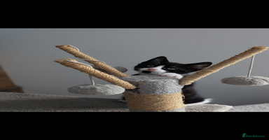Mixed Breed cats - Advert 5