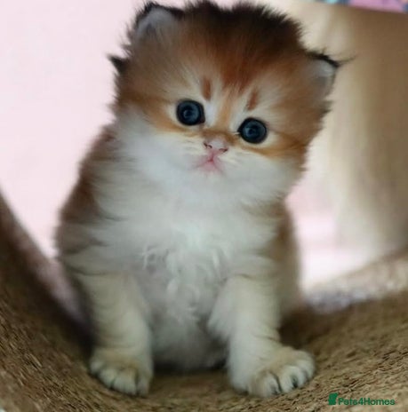 British Longhair cats ✨Golden British Longhair girl ✨ - Advert 1