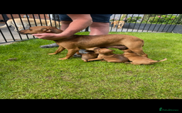 Mixed Breed dogs for sale: Border terrier x patterdale puppies  - Image 11
