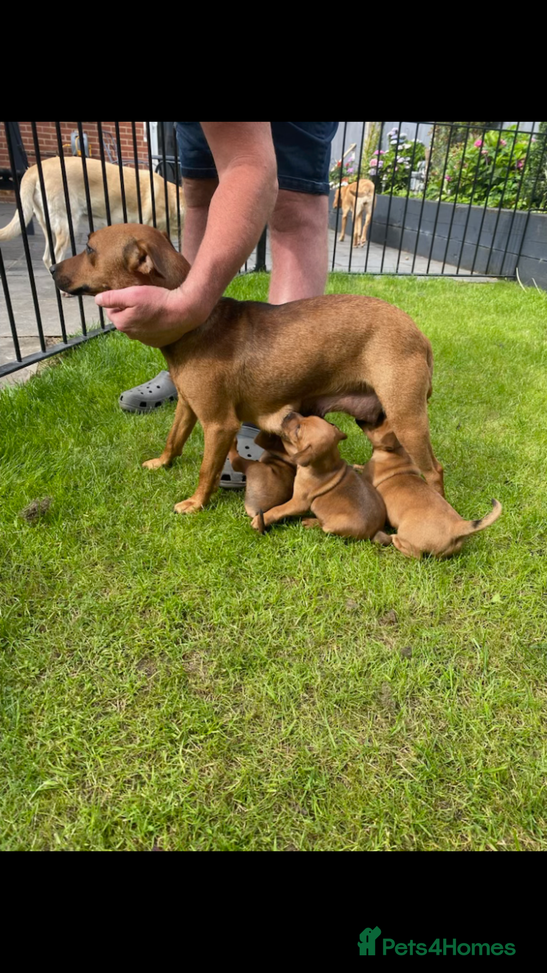 Mixed Breed dogs for sale: Border terrier x patterdale puppies  - Image 11