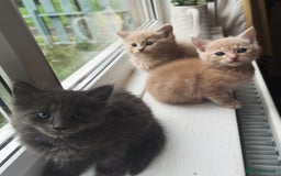 Oriental cats for sale: Oriental X Cream boy available  - Image 8