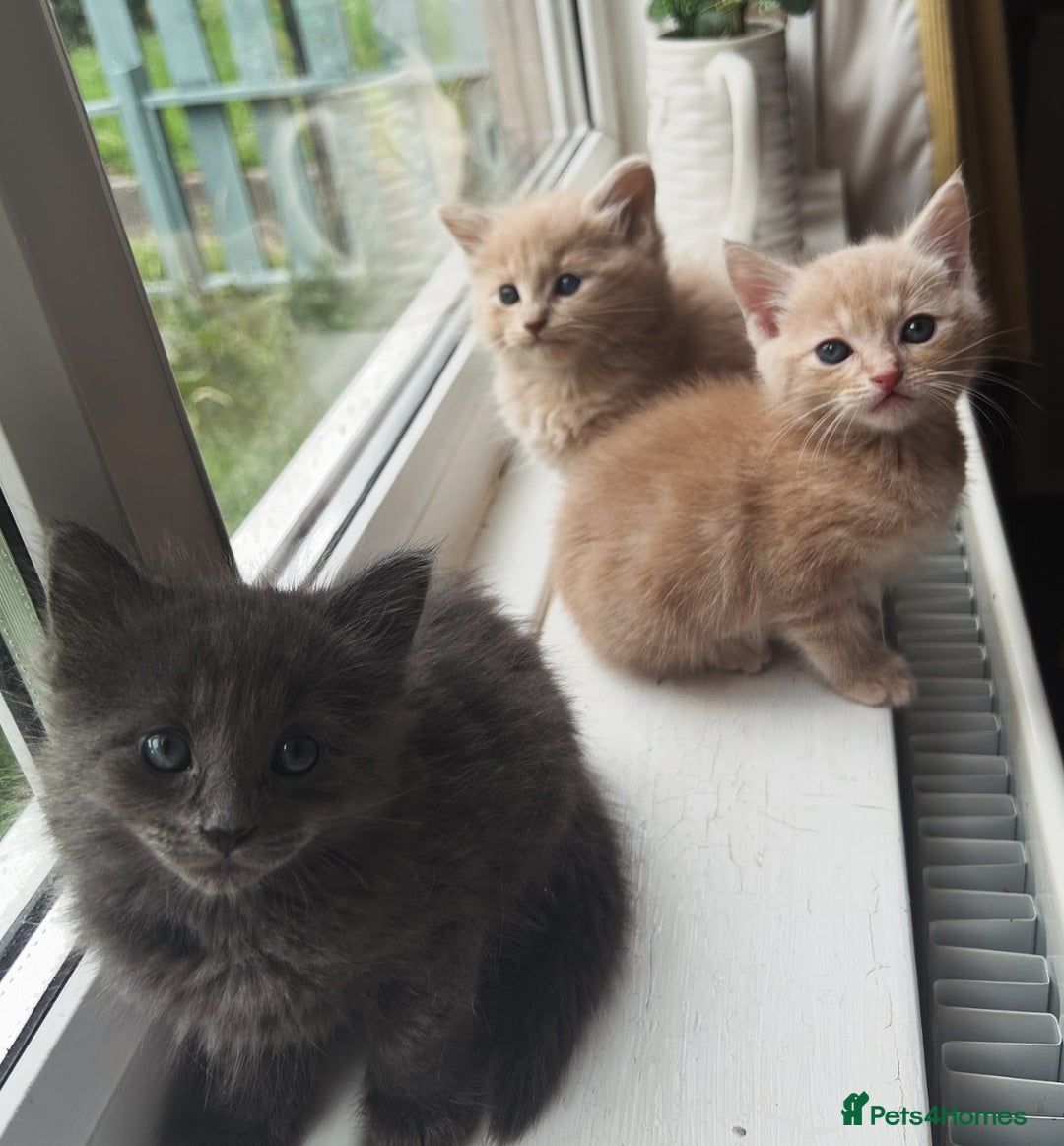 Oriental cats for sale: Oriental X Cream boy available  - Image 8