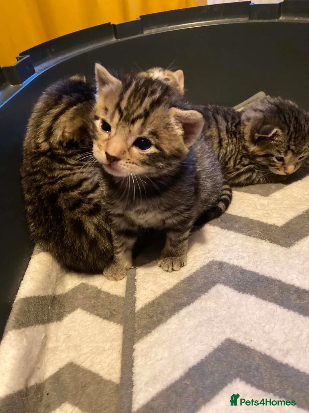 Mixed Breed cats for sale: 4 beautiful kittens available  in Weymouth - Advert 11