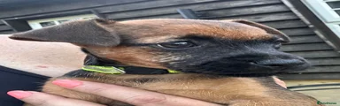 Patterjack 8