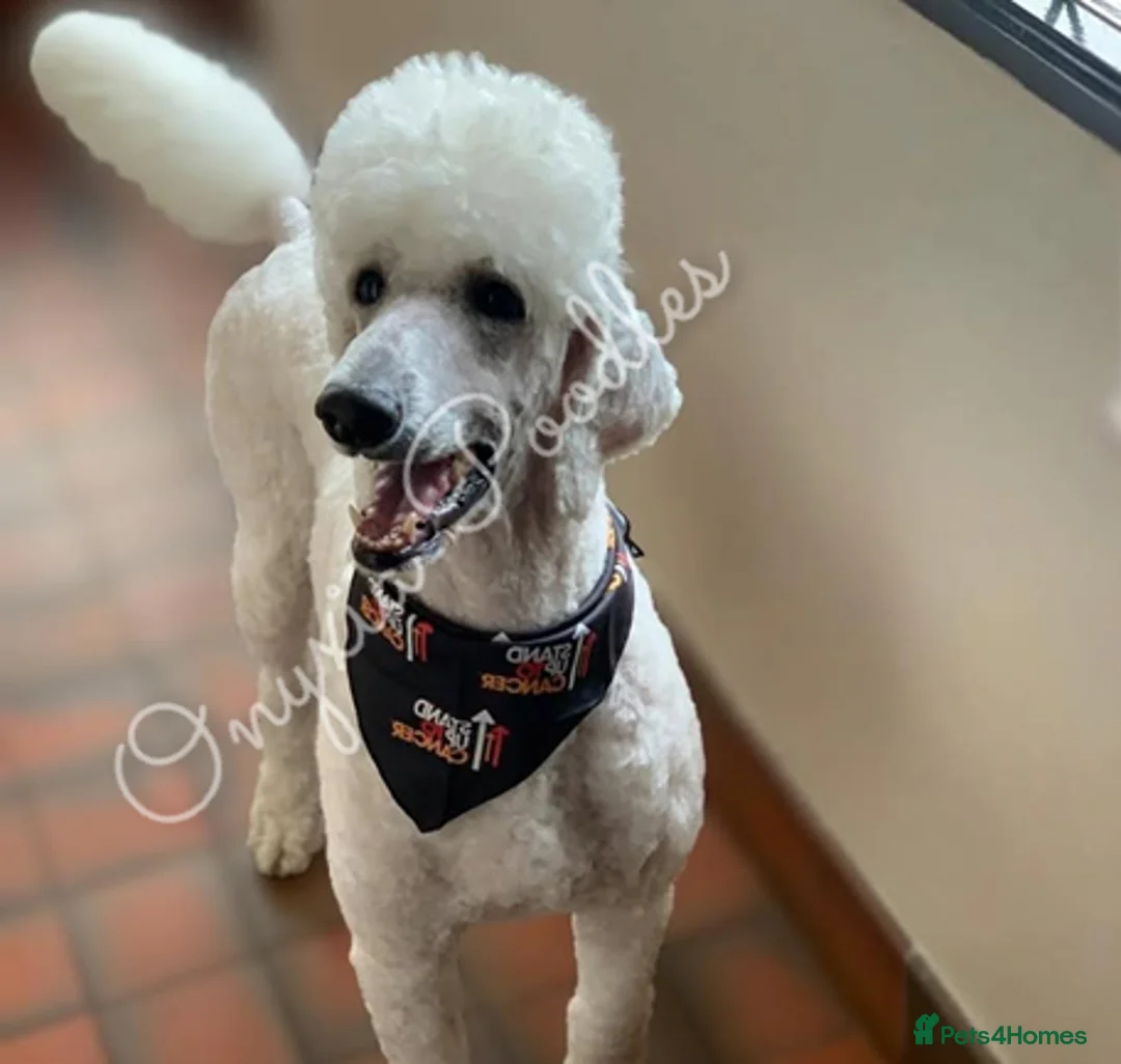 Standard Poodle dogs for sale: Stunning Litter of Standard Poodle Puppies! - Advert 7