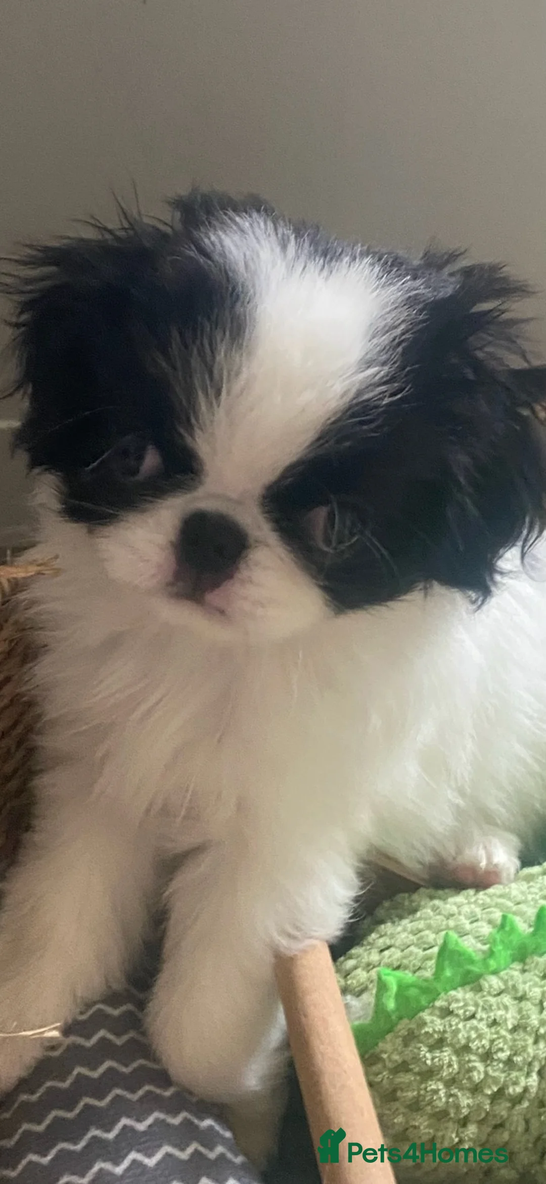 Japanese Chin dogs for sale: Stunning Japanese chin puppies  - Advert 2
