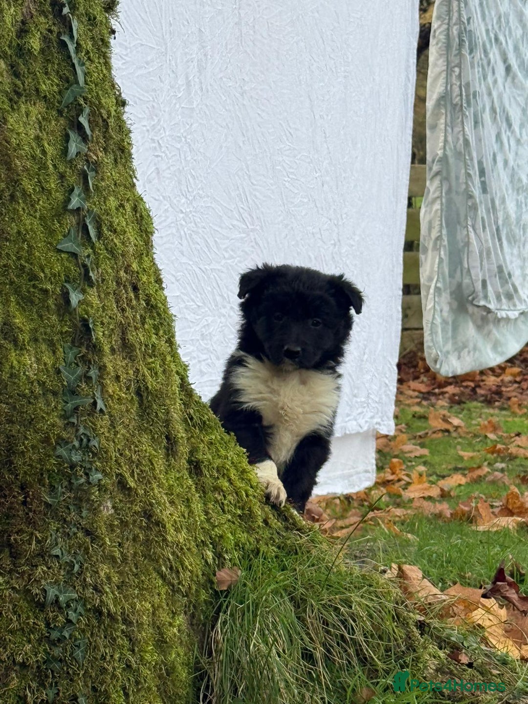 Border Collie dogs for sale: Gorgeous Border Collie Pups - Advert 4