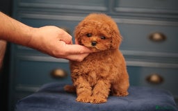 Toy Poodle dogs for sale: ASIAN TOY POODLE PUPPIES - Image 10