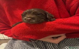 Cocker Spaniel dogs for sale: Cocker Spaniel Puppies - Advert 6