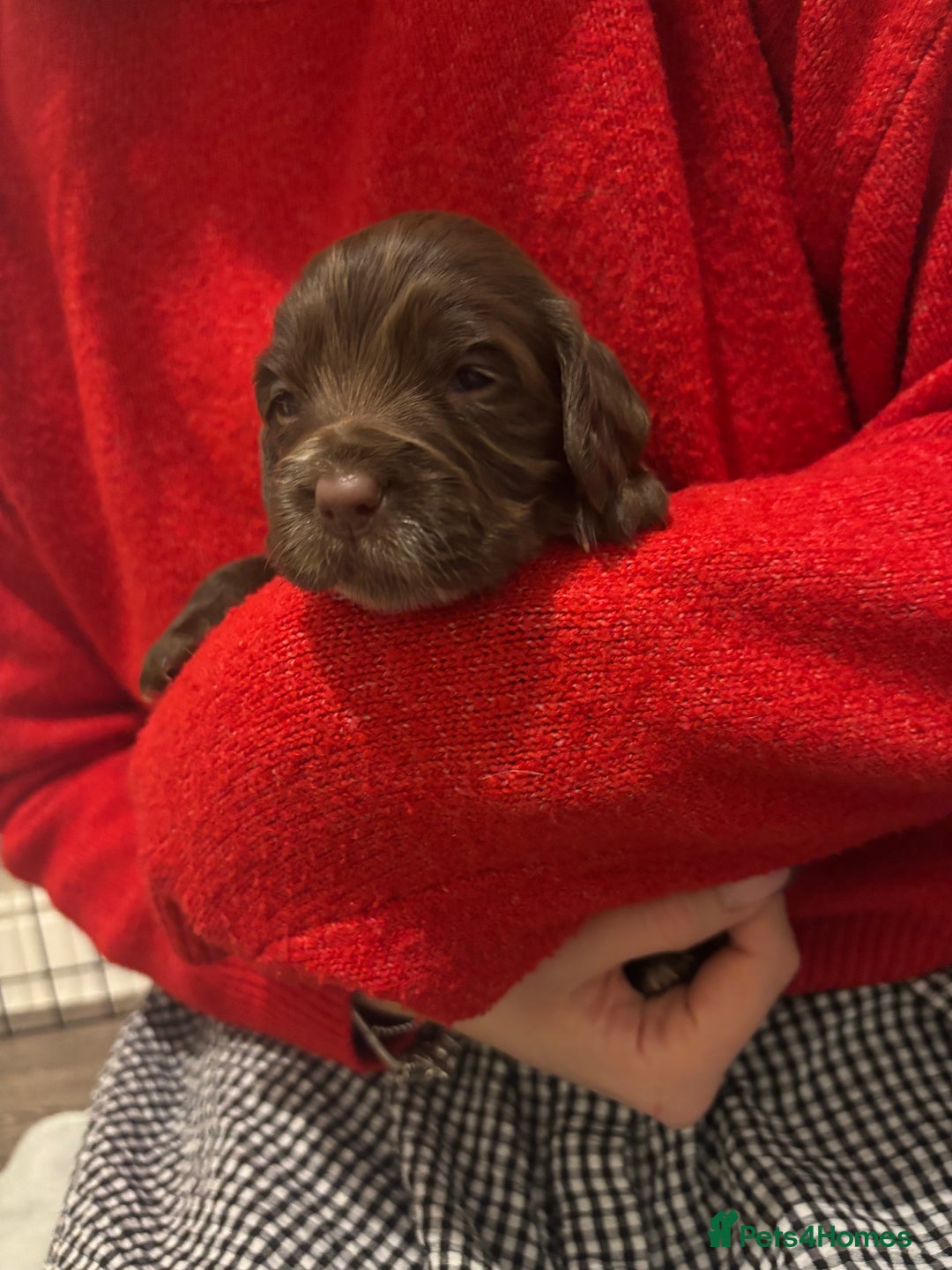 Cocker Spaniel dogs for sale: Cocker Spaniel Puppies - Advert 6