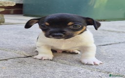 Mixed Breed dogs for sale: Chihuahua cross jack russell  - Image 3