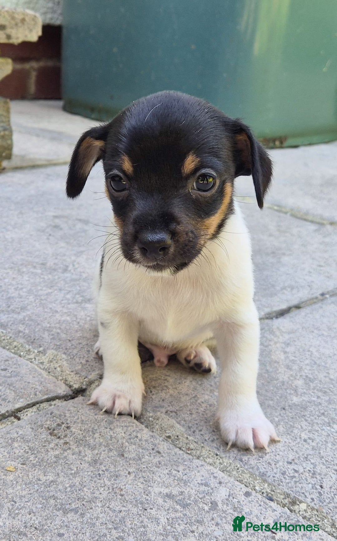 Mixed Breed dogs for sale: Chihuahua cross jack russell  - Image 3