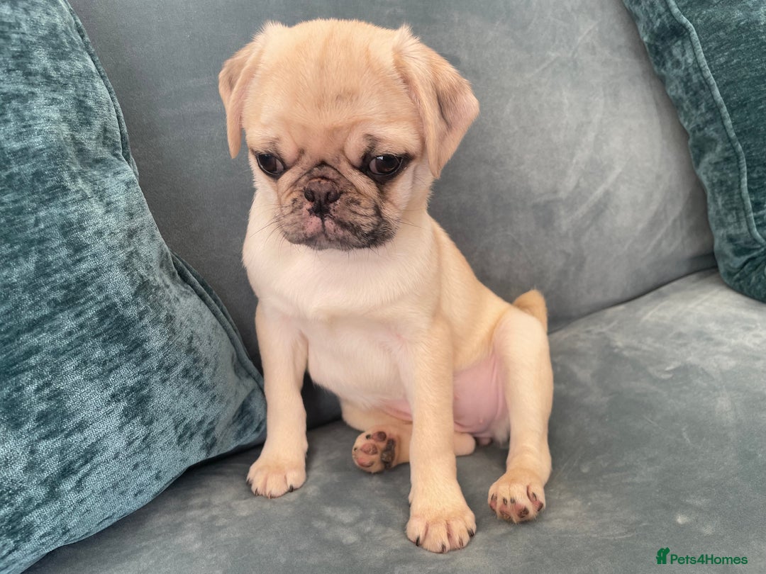 Pug dogs for sale: Pug Puppies  - Image 6