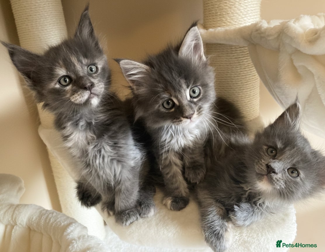 Maine Coon cats GCCF Stunning Blue Maine Coon Kittens - Advert 9