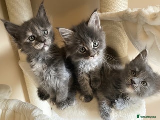 Maine Coon cats GCCF Stunning Blue Maine Coon Kittens - Advert 9
