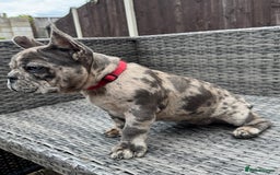 French Bulldog dogs for sale: French Bulldog Puppies with 3 Vaccines Included in Walton-on-Thames - Image 21