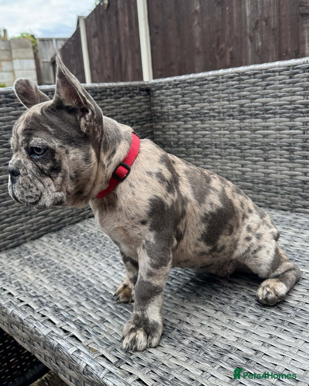 French Bulldog dogs for sale: French Bulldog Puppies with 3 Vaccines Included in Walton-on-Thames - Image 21
