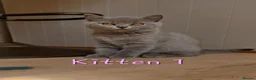 British Shorthair cats for sale: 🩷*READY 16th AUGUST *🩷 - Advert 9