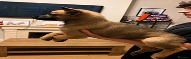 Belgian Shepherd Dog 1