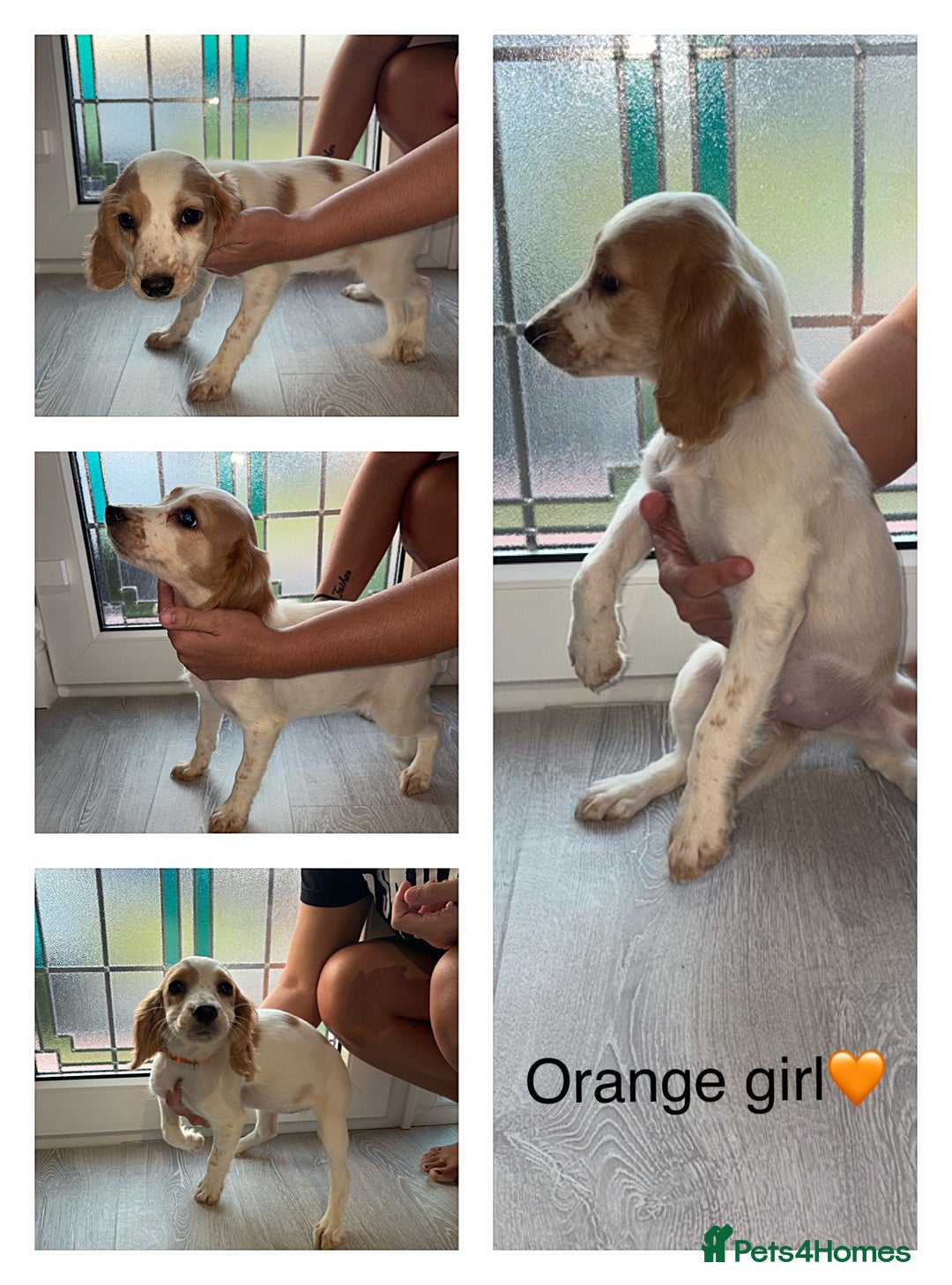 Cocker Spaniel dogs for sale: (2 Left) Working cocker spaniels - Image 1