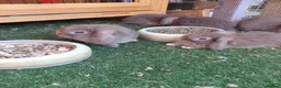 Mini Lop rabbits for sale: READ THE ADD ,Vaccinated tiny bucks READY NOW - Advert 13