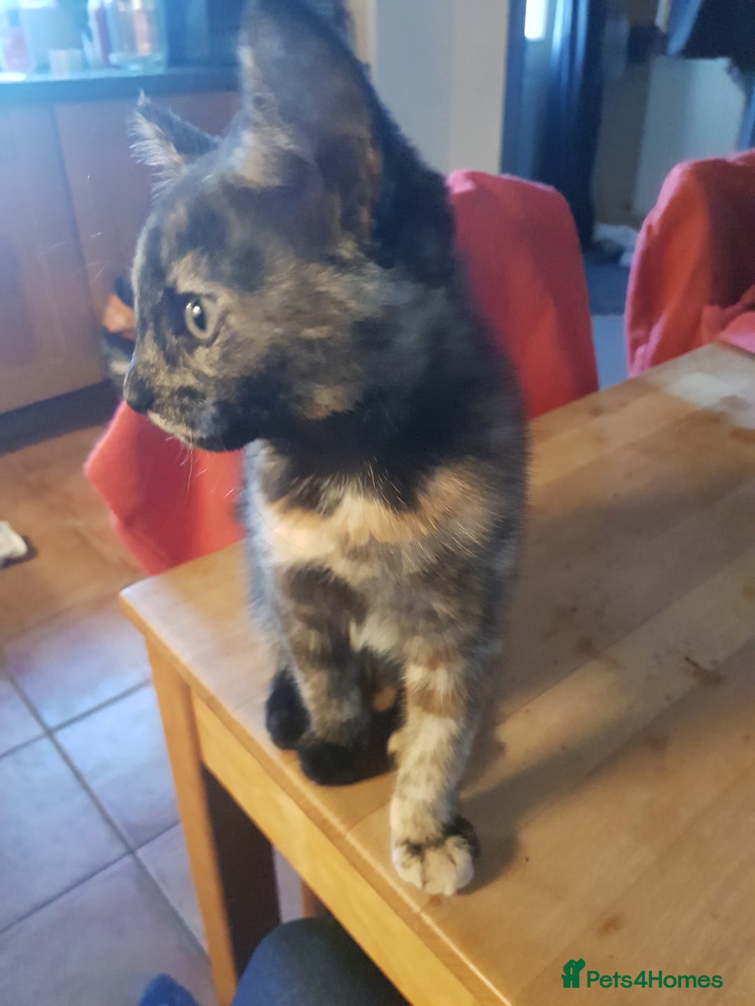 Brazilian Shorthair cats for sale: 9 week old kitten female.  - Advert 3