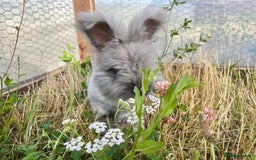 Angora rabbits for sale: Pedigree Full Faced & Maxi Faced English Angoras - Image 8