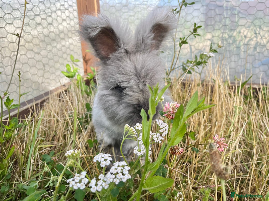 Angora rabbits for sale: Pedigree Full Faced & Maxi Faced English Angoras - Image 8