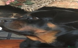 Rottweiler dogs for sale: Champion Bloodline KC Rottweiler puppies  - Image 3