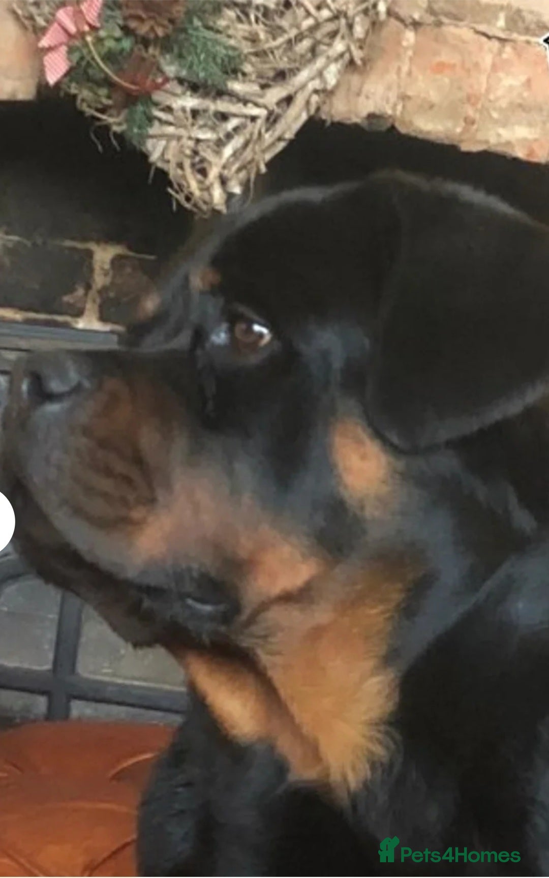 Rottweiler dogs for sale: Champion Bloodline KC Rottweiler puppies  - Image 3