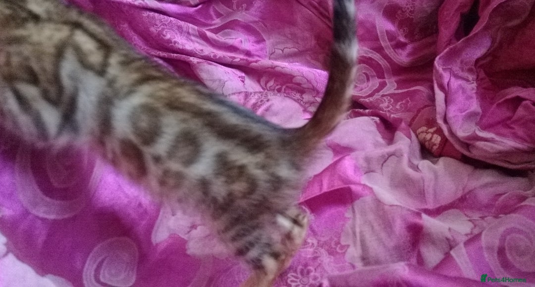 Mixed Breed cats for sale: Six Lovely Brown and Ginger Kittens - Image 7