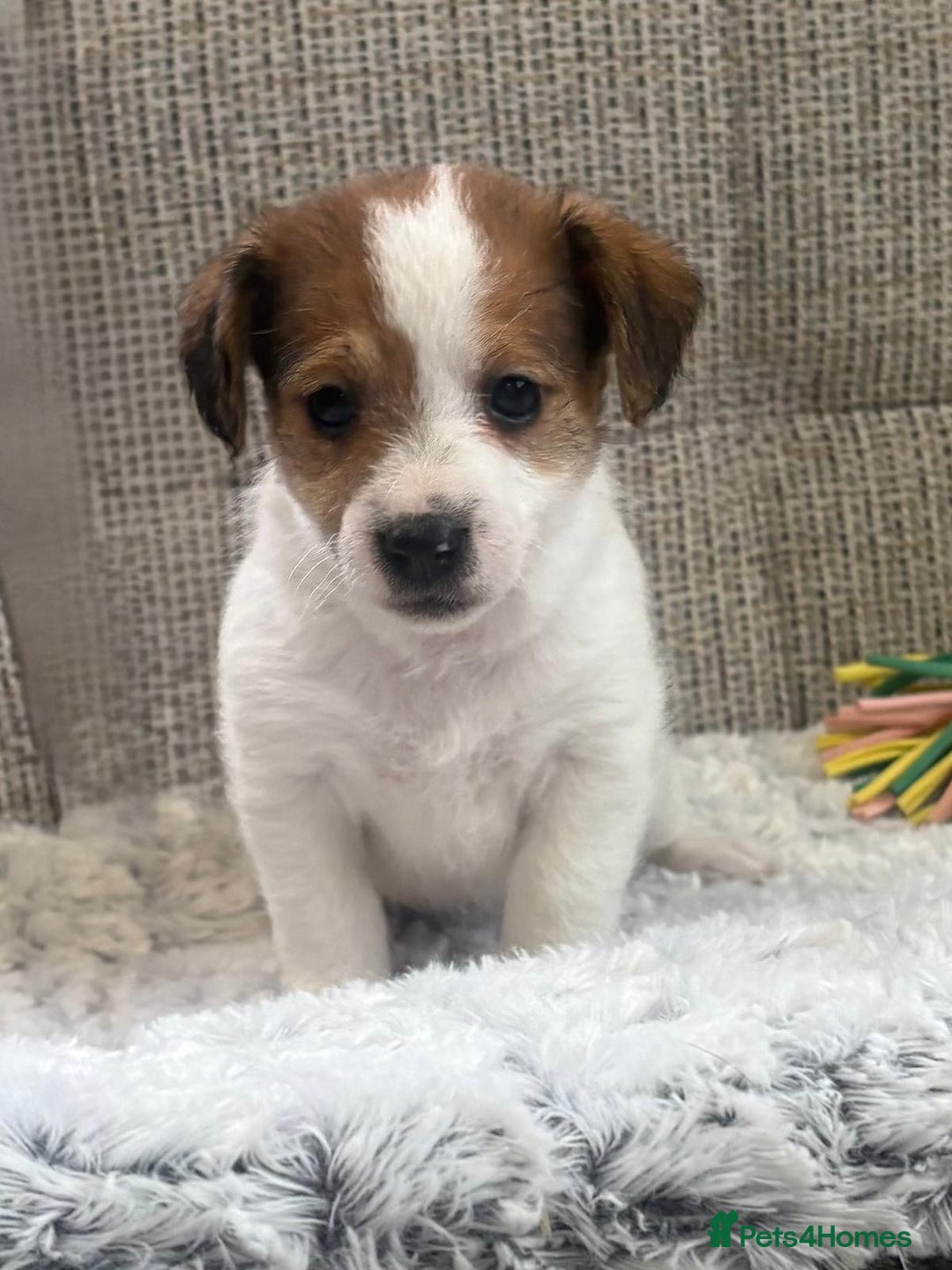 Jack Russell dogs for sale: Gorgeous short-legged Jack Russell Puppies! - Advert 29