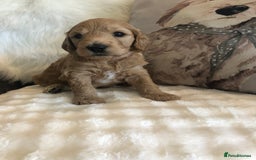 Goldendoodle dogs for sale: Goldendoodle Double Doodle pups for sale - Image 20