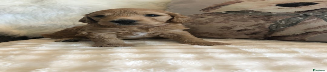 Goldendoodle Puppy 6