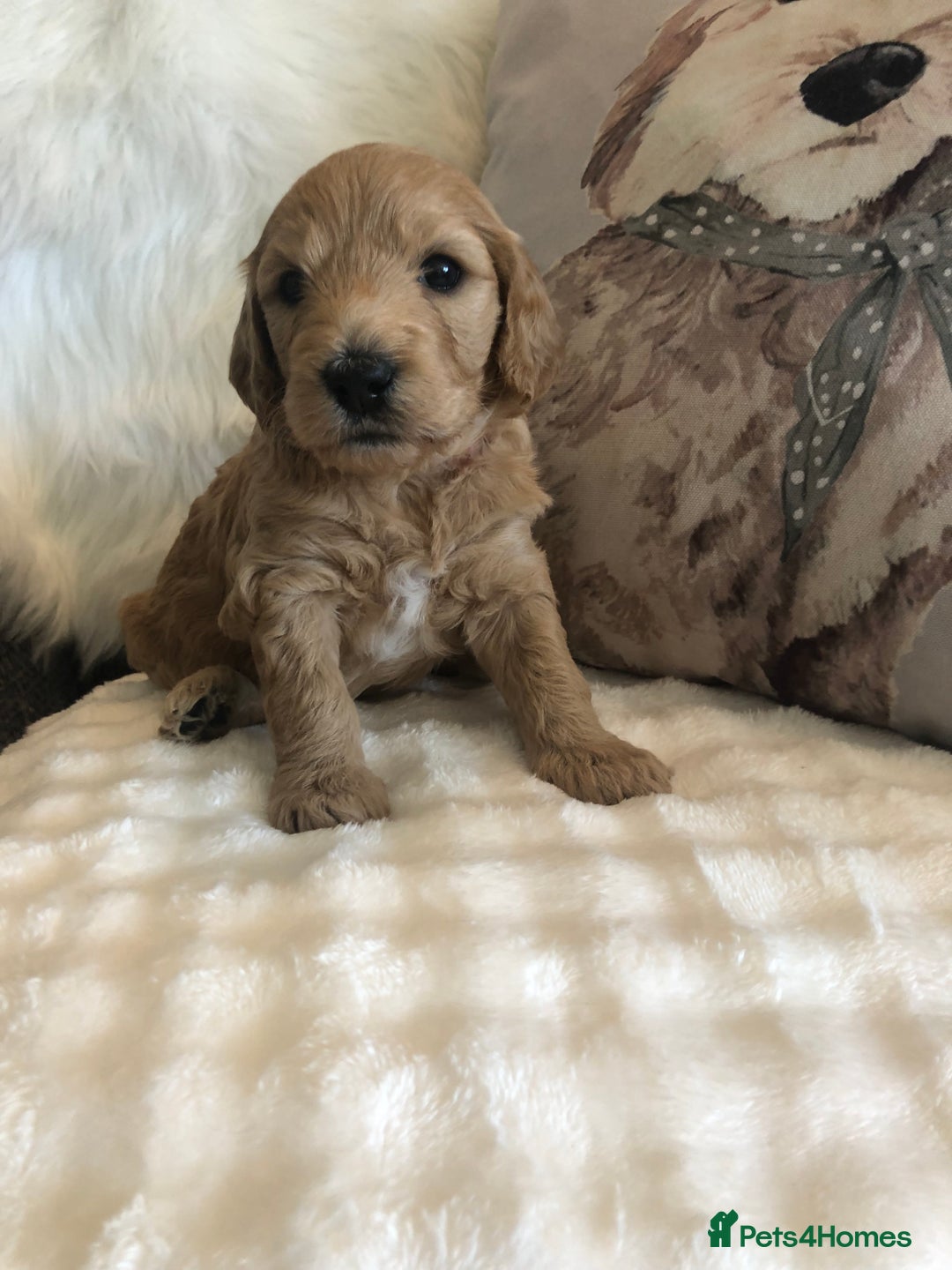 Goldendoodle dogs for sale: Goldendoodle Double Doodle pups for sale - Image 20