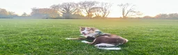 Border Collie dogs for sale: border collie puppy  - Advert 6