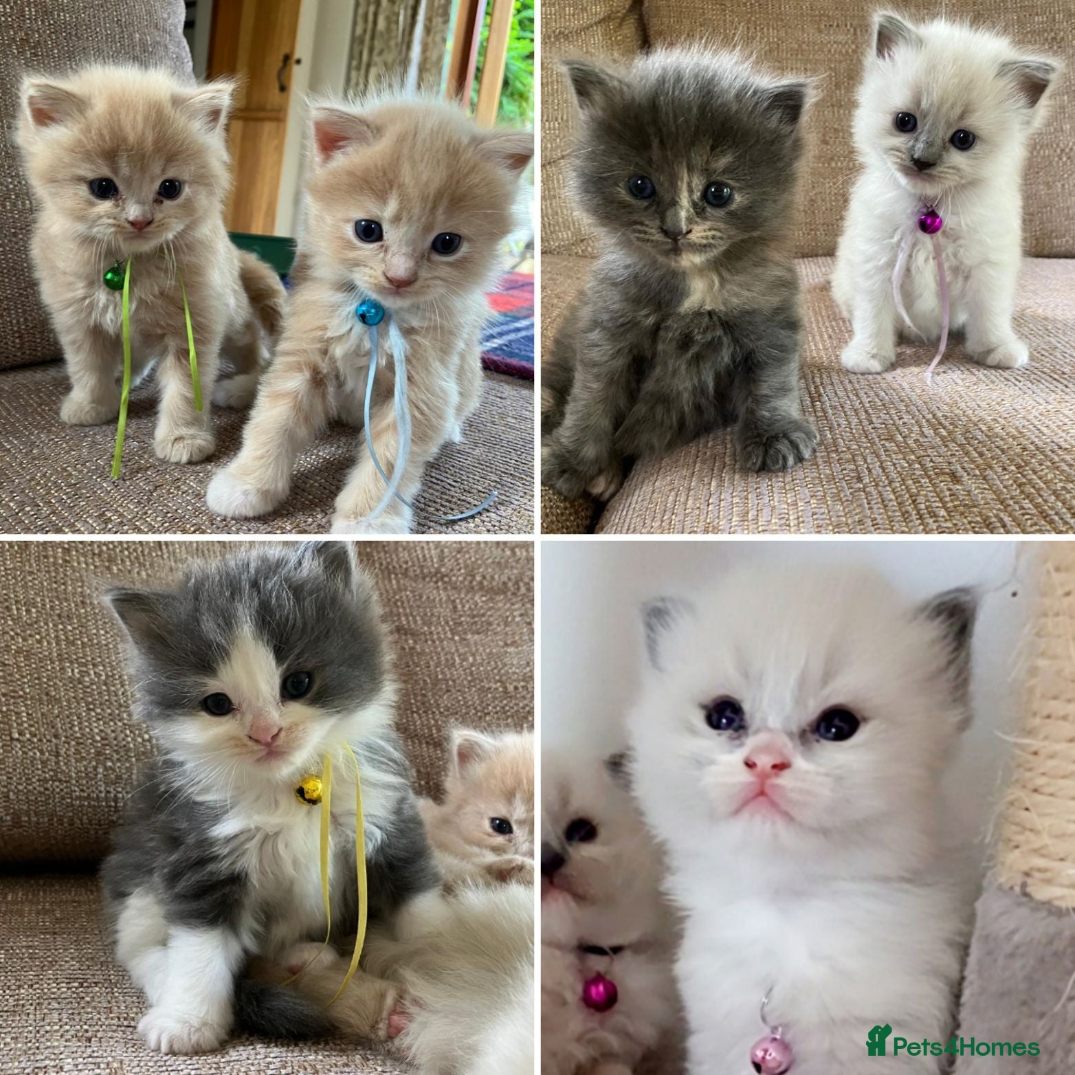 Ragdoll cats X6 Beautiful Ragdoll/Persian "Perdoll" Kittens - Advert 15