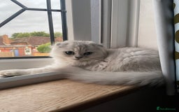 Scottish Fold cats for sale: 4 Scottish Straight Boys  - Image 16