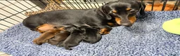 Miniature Dachshund dogs for sale: Outstanding quality Russian bloodline minis - Advert 2