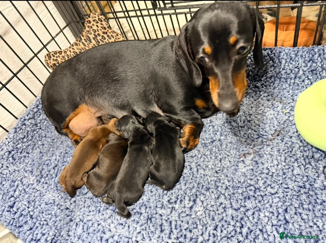 Miniature Dachshund dogs for sale: Outstanding quality Russian bloodline minis - Advert 2