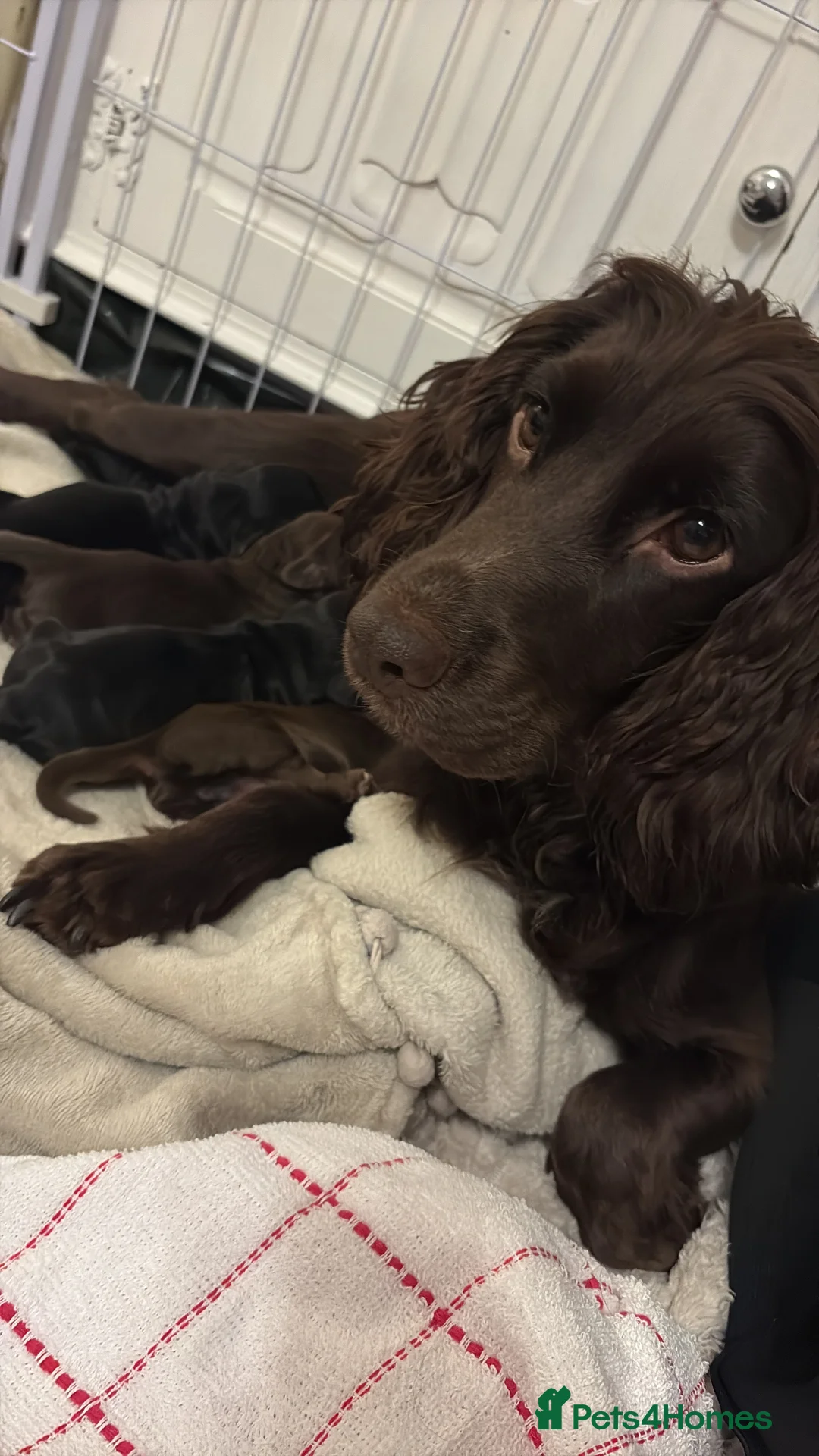 Cocker Spaniel dogs for sale: Cocker Spaniels x3 in Dudley - Advert 2