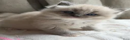 Ragdoll cats for sale: Mink/Sepia TICA Cherubim’s  - Advert 5
