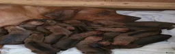 Rhodesian Ridgeback dogs for stud: Hips 1/1, Elbows 0/0 JME, DM, MH, EOAD, IVA Clear - Advert 2