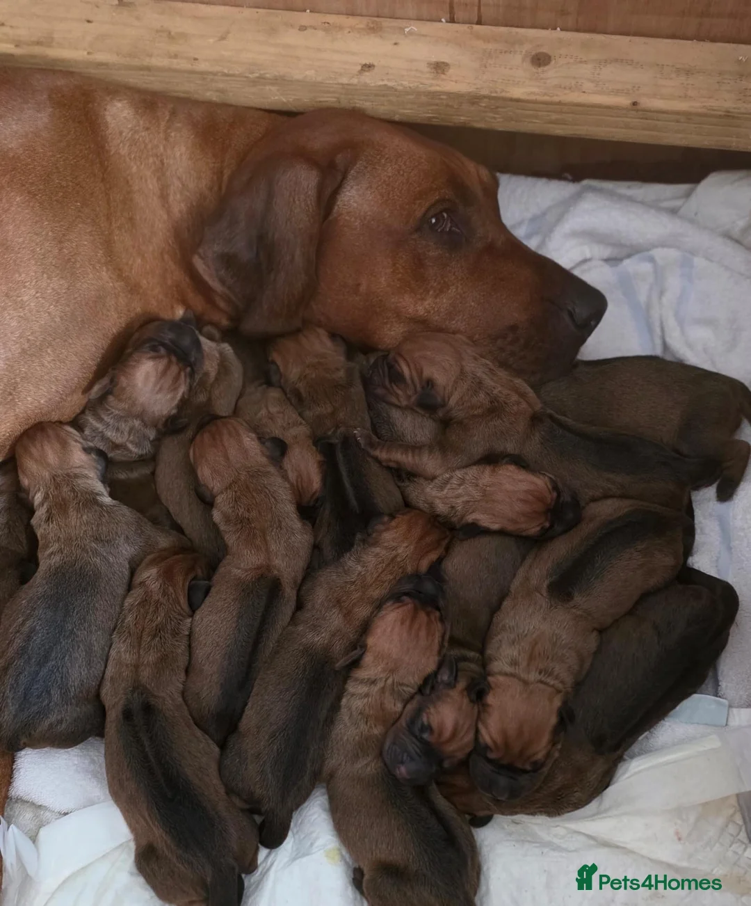 Rhodesian Ridgeback dogs for stud: Hips 1/1, Elbows 0/0 JME, DM, MH, EOAD, IVA Clear - Advert 2
