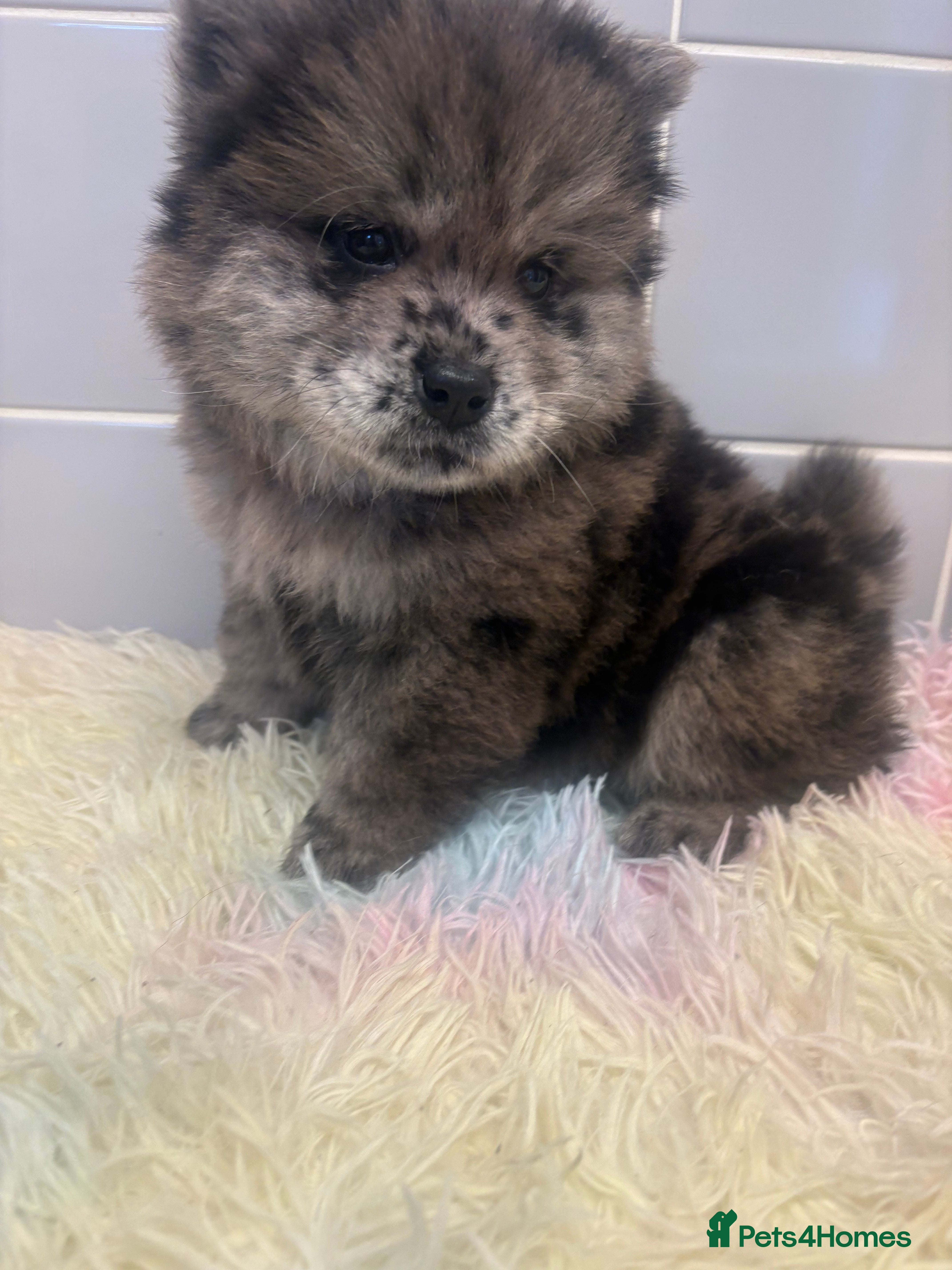 Chow Chow dogs Last lilac Merle male and female chow chow puppy - Advert 3